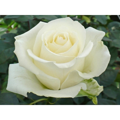 Róża wielkokwiatowa BIAŁA z doniczki art. nr 507D